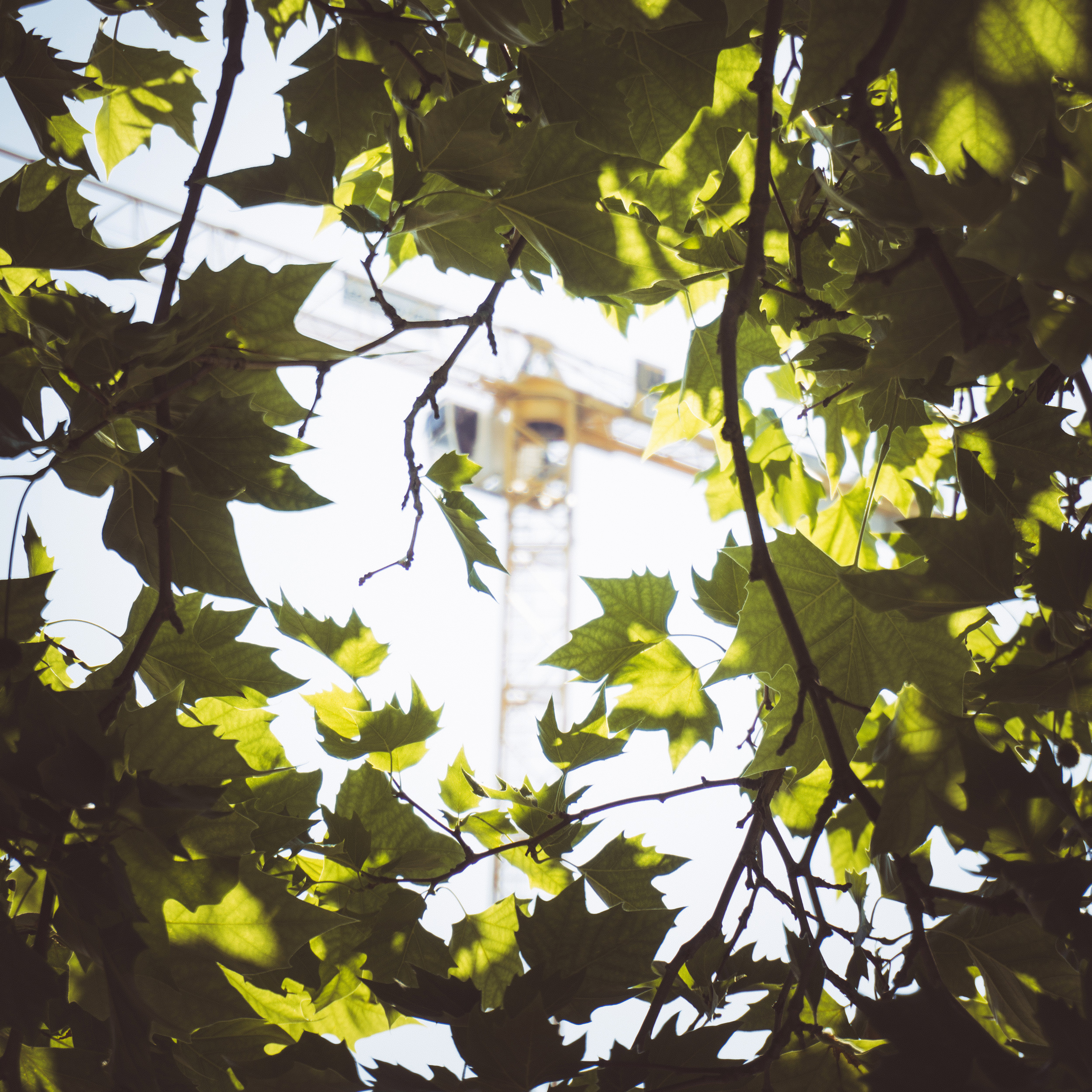 nature construction crane
